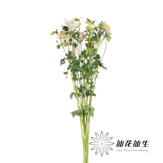 配花 | 耧斗花粉盏 商品图2