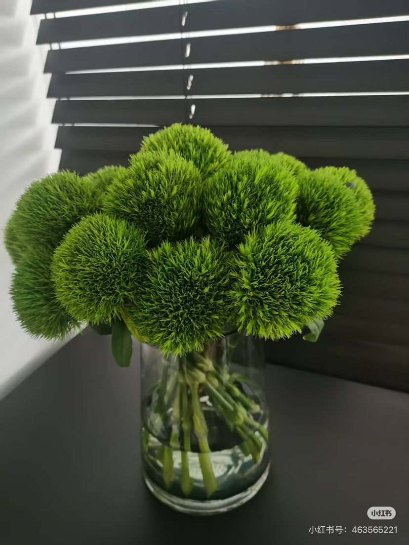 预售15号到货绿毛球一扎10支 支长50厘米