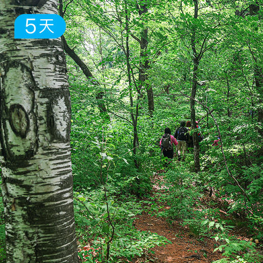 长白山脉秘境穿越 | 北坡天池 原始森林 15公里轻徒步 | 5日 商品图5