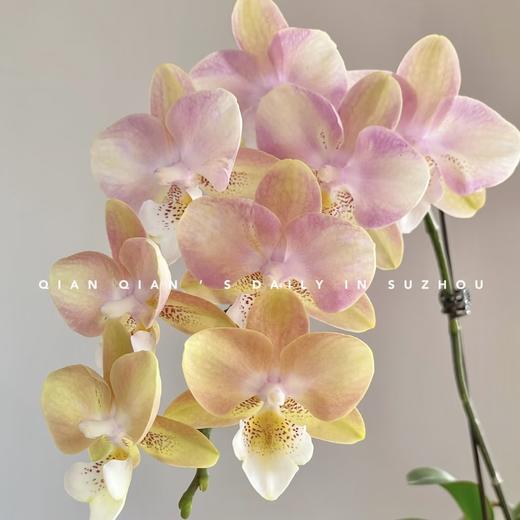 蝴蝶兰 | 彩虹独角兽 商品图0