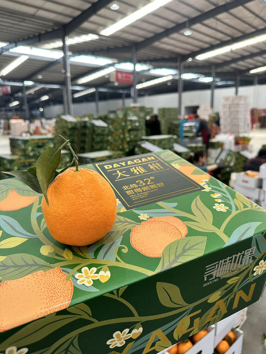 周三取货：【寻味优果大雅柑】一箱毛重9斤左右，又大又甜， 水分足！ 商品图1