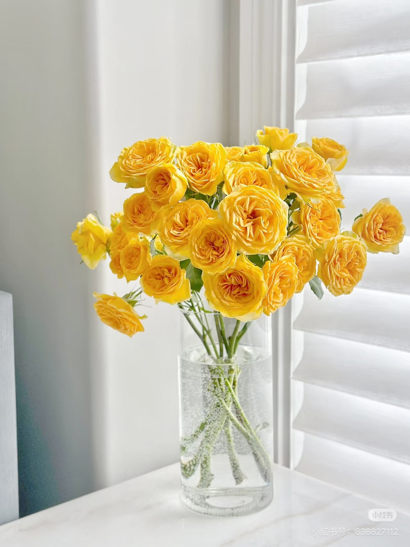 预售15号到货 黄色多头玫瑰梦幻芭比一扎10支 一支多头 支长50厘米