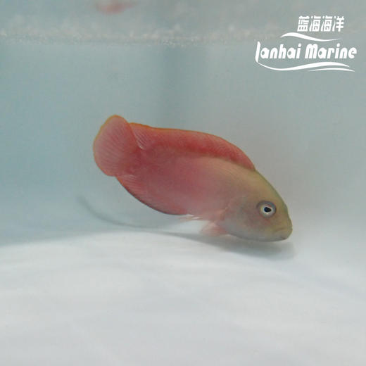 红猫 母 商品图3
