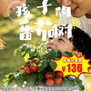 【半日营·4月18日-5月31日】孩子的蕃茄树，自然搬进童年。用心守护，幼苗到挂满红果，在观察与照料中，学会坚持与热爱，亲手摘果实，最甜最有意义！4H 商品缩略图0
