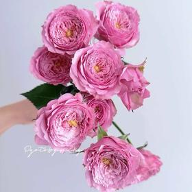 多头玫瑰 | 测试粉