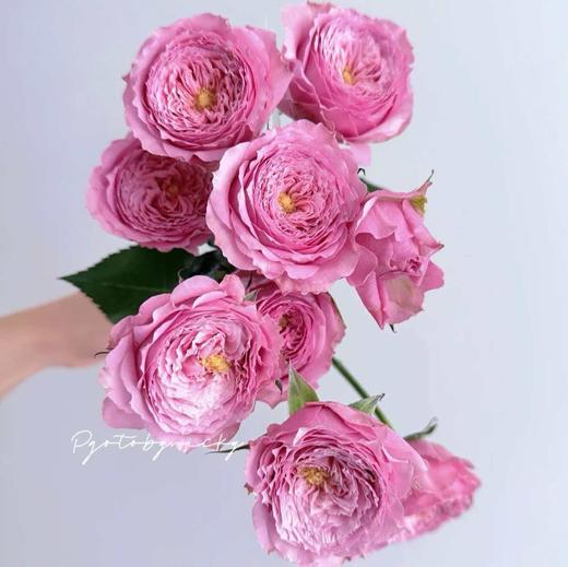 多头玫瑰 | 测试粉 商品图0