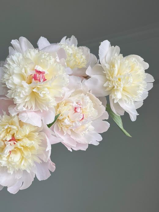 【四川重瓣芍药】花香似荔枝，沁人心脾，渐变偏光粉质感，花瓣半透明 特别仙气 商品图1