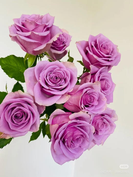 现货薰衣草紫色系玫瑰 紫霞仙子玫瑰 浪漫又梦幻 一扎10支 商品图0