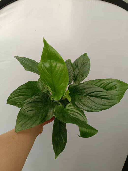 预售15号到货 轻奢水培绿芙蓉 商品图2