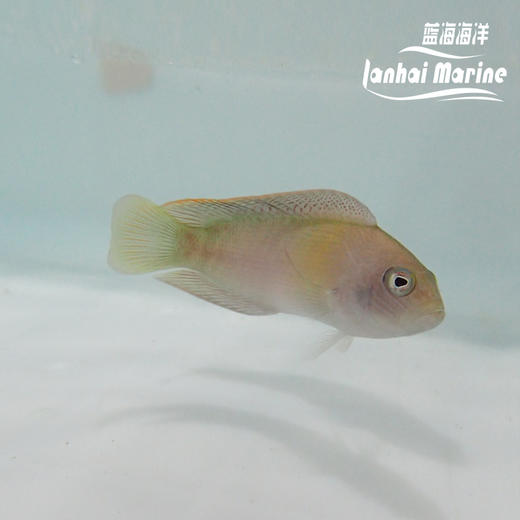 红猫 母 商品图10
