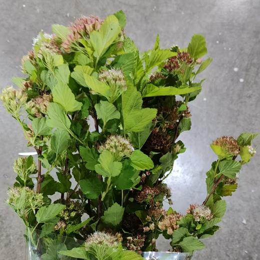 叶材 | 风箱叶果 商品图0