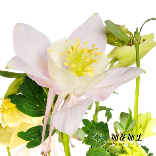 配花 | 耧斗花粉盏 商品图0