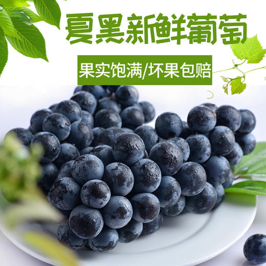 第十一年订单式种植【云南夏黑葡萄】无籽或少籽，不打膨大剂，多挂树20天采摘，风味十足（72小时内发货） 商品图13