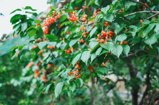 4.18已成团！彭州老鹰岩摘樱桃、挖笋、藤蔓秋千、木梯攀爬、绳索攀登、石板滩速降～ 商品图1