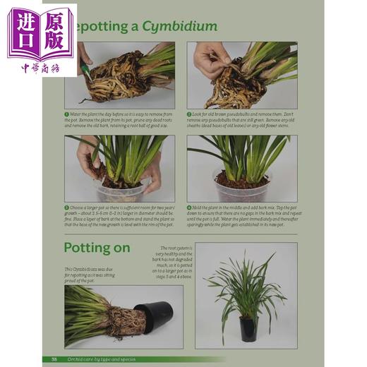 【中商原版】在家种兰花 Growing Orchids at Home 英文原版 Manos Kanellos Peter White 商品图1