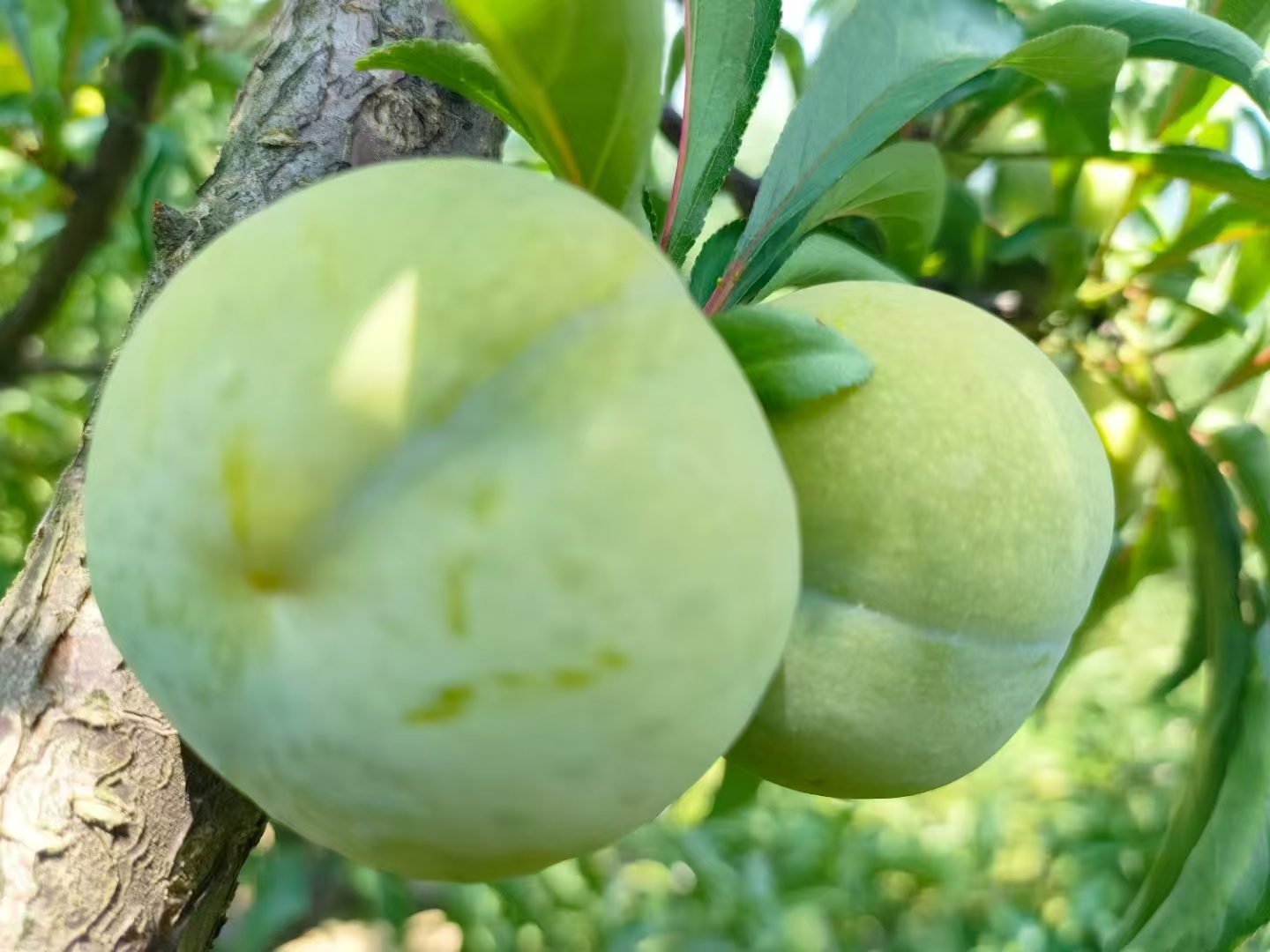 册亨县 册亨优选 贵州蜂糖李5斤/盒