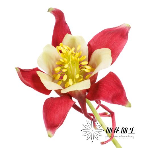 配花 | 耧斗花霞光 商品图0