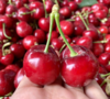 新疆车厘子 大樱桃 应季水果 商品缩略图11