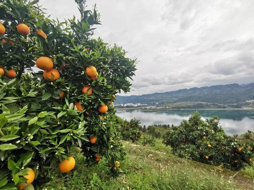 【峡江橙·春日伦晚】新鲜现摘 香甜多汁 细嫩无渣 富含丰富维生素C，一口爆汁-CC 商品图3