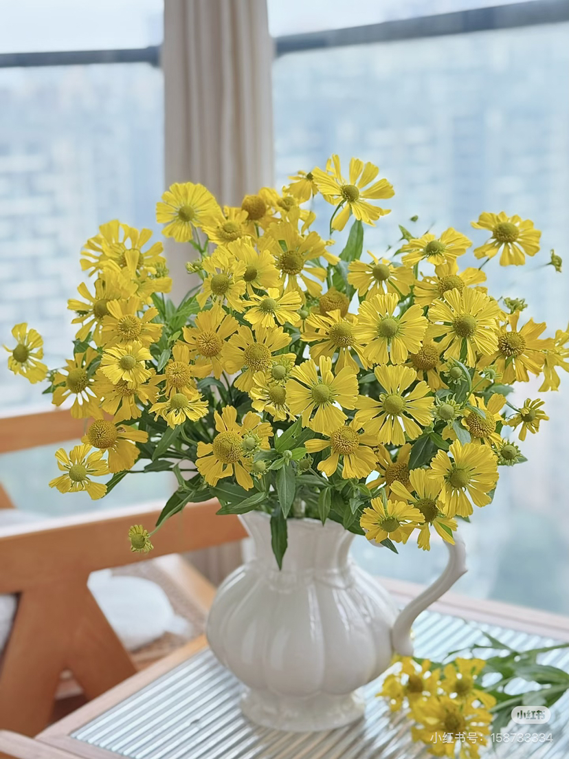 预售15号到货 油画小菊 春天蓬勃的生命力 一扎300g