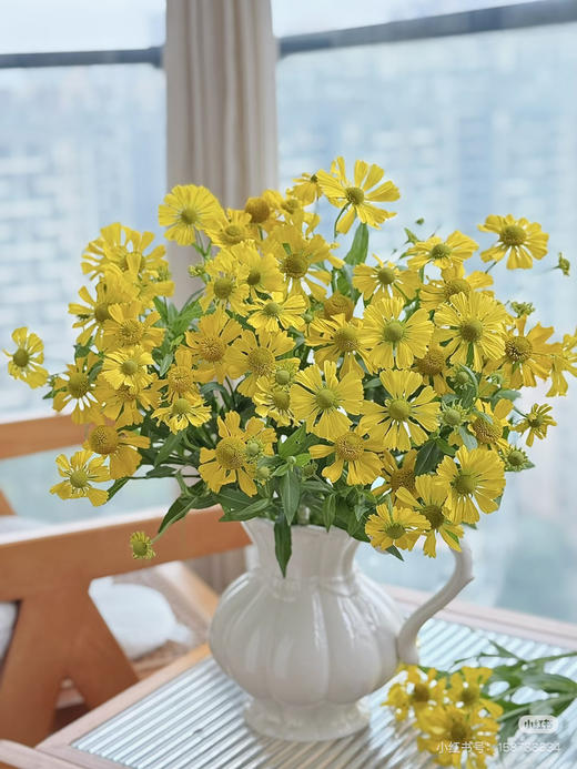 预售15号到货 油画小菊 春天蓬勃的生命力 一扎300g 商品图0