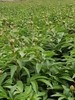 【四川重瓣芍药】花香似荔枝，沁人心脾，渐变偏光粉质感，花瓣半透明 特别仙气 商品缩略图11