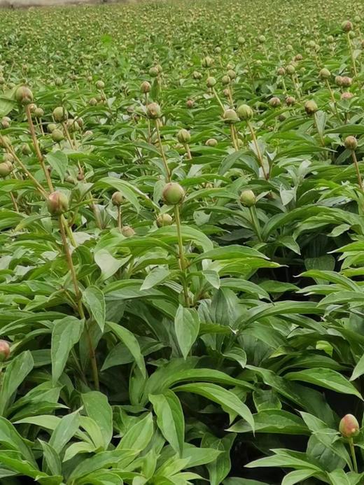 【四川重瓣芍药】花香似荔枝，沁人心脾，渐变偏光粉质感，花瓣半透明 特别仙气 商品图11