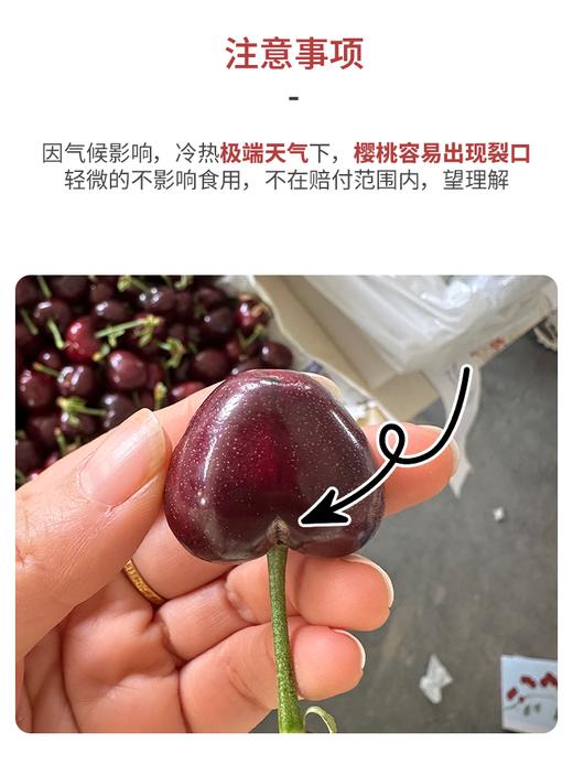 【排单发货】烟台大棚美早大樱桃丨努力让每一只果子树上熟之后再采摘，甜度高，带酸有风味！到货以后冷藏口感更佳，⭐️顺丰/京东空运随机发 商品图5