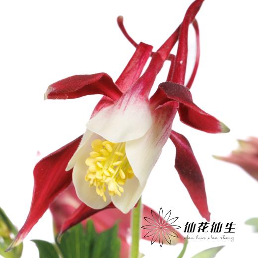 配花 | 耧斗花霞光 商品图3