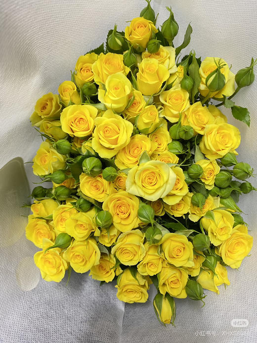 预售15号到货 黄色多头玫瑰梦幻芭比一扎10支 一支多头 支长50厘米 商品图1