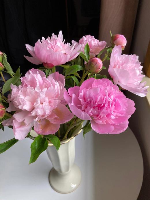 【四川重瓣芍药】花香似荔枝，沁人心脾，渐变偏光粉质感，花瓣半透明 特别仙气 商品图0