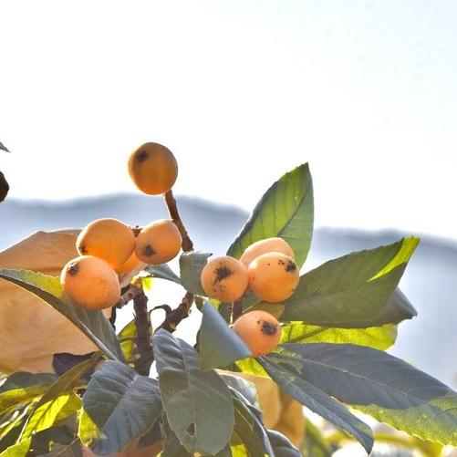 丨有机丨米易高山枇杷 四川攀枝花米易县无污染山地种植 商品图8