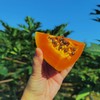 【树上熟海南木瓜】“自带奶香”的神仙水果！真正在树上自然成熟、吸饱了热带阳光的“树上熟”，切开后满屋子都是浓郁的果香，口感像牛奶布丁一样丝滑，甜度高达15°，一口下去全是汁水！ 商品缩略图0