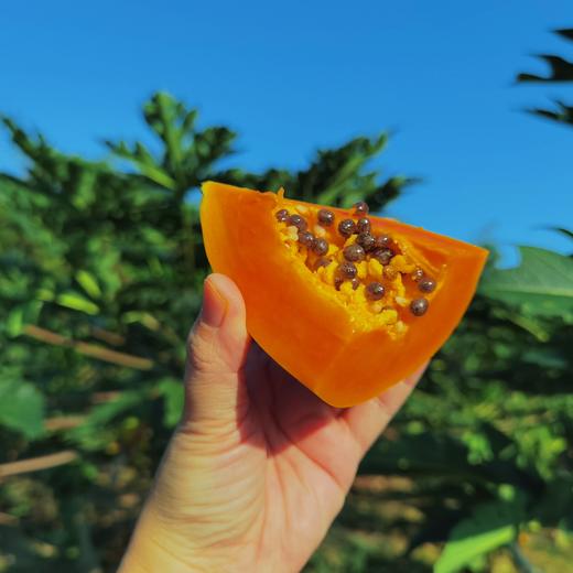 【树上熟海南木瓜】“自带奶香”的神仙水果！真正在树上自然成熟、吸饱了热带阳光的“树上熟”，切开后满屋子都是浓郁的果香，口感像牛奶布丁一样丝滑，甜度高达15°，一口下去全是汁水！ 商品图0