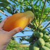 【树上熟海南木瓜】“自带奶香”的神仙水果！真正在树上自然成熟、吸饱了热带阳光的“树上熟”，切开后满屋子都是浓郁的果香，口感像牛奶布丁一样丝滑，甜度高达15°，一口下去全是汁水！ 商品缩略图1