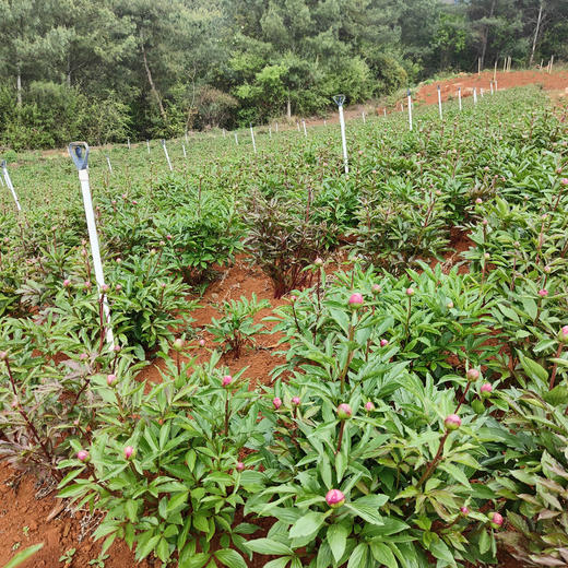 【四川重瓣芍药】花香似荔枝，沁人心脾，渐变偏光粉质感，花瓣半透明 特别仙气 商品图12