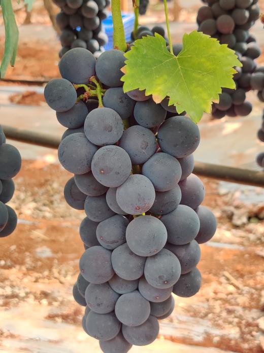 第十一年订单式种植【云南夏黑葡萄】无籽或少籽，不打膨大剂，多挂树20天采摘，风味十足（72小时内发货） 商品图4