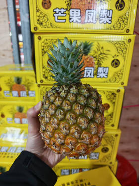 现货凤梨一箱（3个）
6斤左右