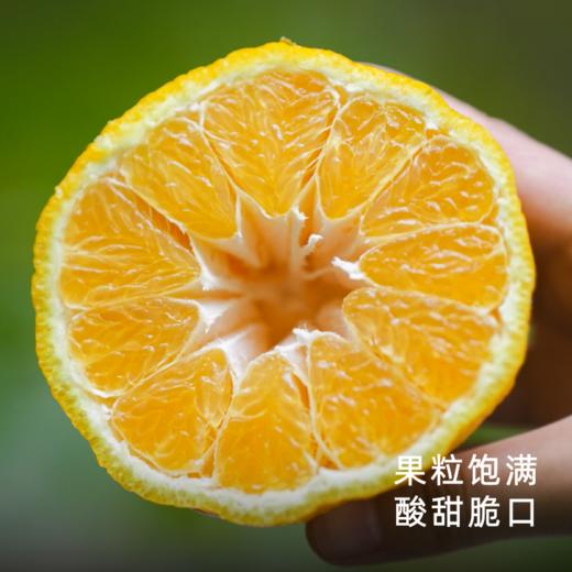 艾格吃饱了2026年四川柠檬不知火果香清冽 商品图1