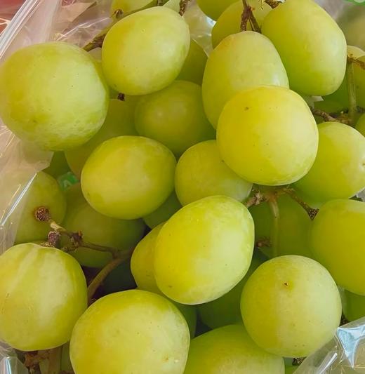 周四取货：【地得青提】一盒1斤左右，无籽，超甜，颗颗小糖豆。 商品图2