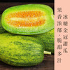 冰糖金冠甜瓜现摘现发顺丰包邮当季甜瓜香瓜新鲜应急水果口感脆甜多汁连皮带肉直接啃甜到你的心坎里 商品缩略图0