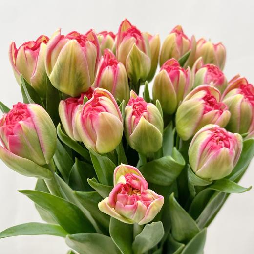 国产郁金香 | 红丝绒泡芙 商品图0