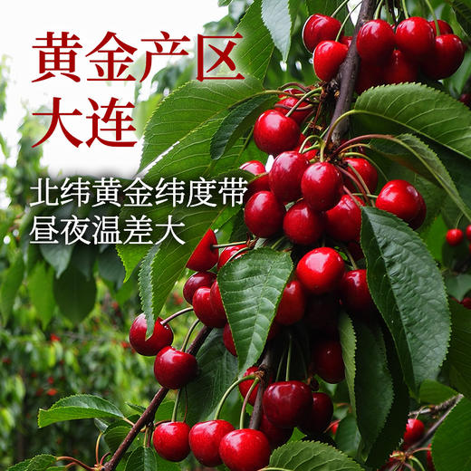 大连美早樱桃， “樱桃万千，大连真鲜” ，个头大、甜度高、果味浓，汁水多，风味好 商品图2
