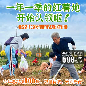 密云红薯地2026年开始认领啦！限量300块  先到先得 认领30㎡/块  农耕体验乐趣多！