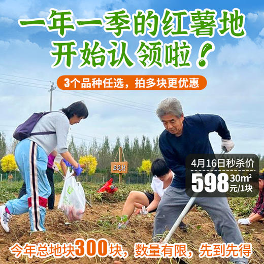 密云红薯地2026年开始认领啦！限量300块  先到先得 认领30㎡/块  农耕体验乐趣多！ 商品图0