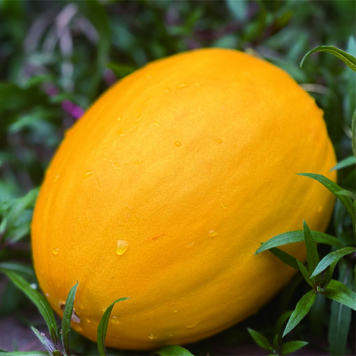 金美人蜜瓜  有着哈密瓜的甜，和蜜桃的爆汁感~ 4.5-5斤2-3颗装 商品图0