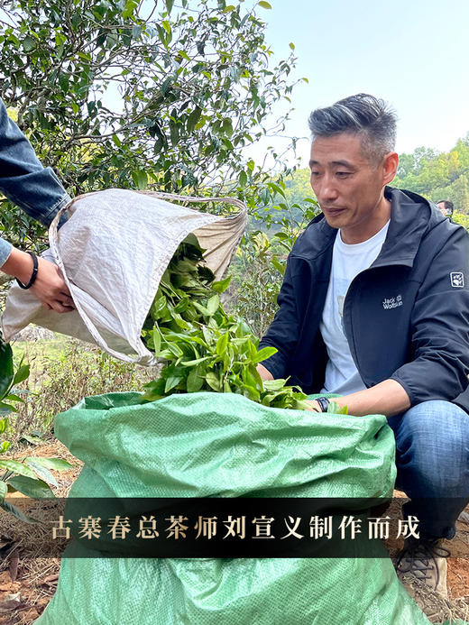 4月16日中午12点【七星茶王白菜青饼】2026年春茶预售正统班章味，让世界爱上班章茶 迷人烟韵，超越千万茶友心中的期盼357克/饼 5饼/提 商品图6