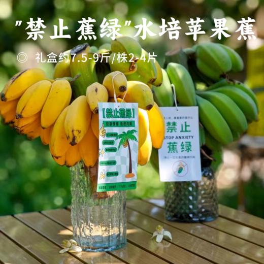 "禁止蕉绿"水培苹果蕉 | 树上自然生长 稀有品种苹果蕉 浓浓香蕉味 口感丰富 肉质丰满 入口滑溜香嫩 3-7天自然成熟 满满生活仪式感 商品图0