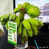 "禁止蕉绿"水培苹果蕉 | 树上自然生长 稀有品种苹果蕉 浓浓香蕉味 口感丰富 肉质丰满 入口滑溜香嫩 3-7天自然成熟 满满生活仪式感 商品缩略图5