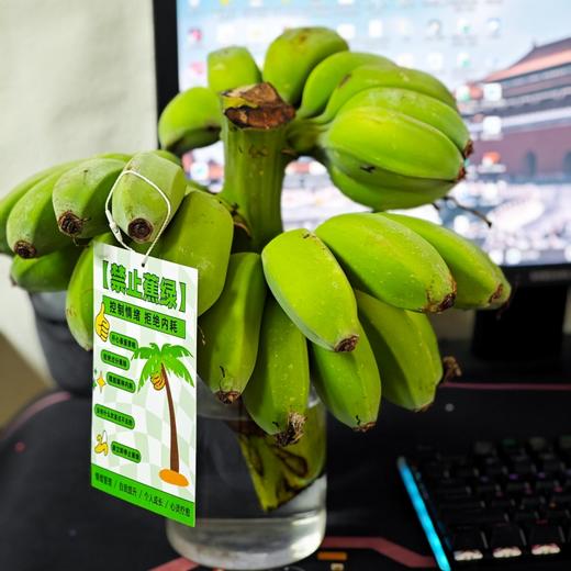"禁止蕉绿"水培苹果蕉 | 树上自然生长 稀有品种苹果蕉 浓浓香蕉味 口感丰富 肉质丰满 入口滑溜香嫩 3-7天自然成熟 满满生活仪式感 商品图5